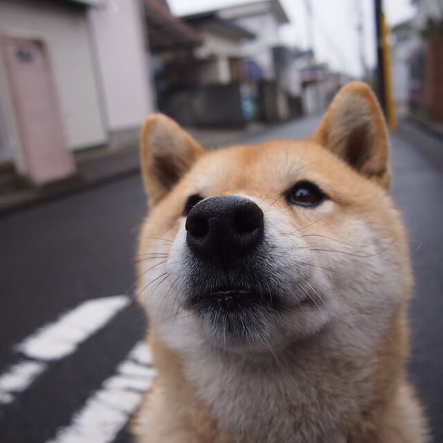 德甲高潮对决：多特在补时绝杀拜仁，积分榜格局变换，德甲冠军多特蒙德
