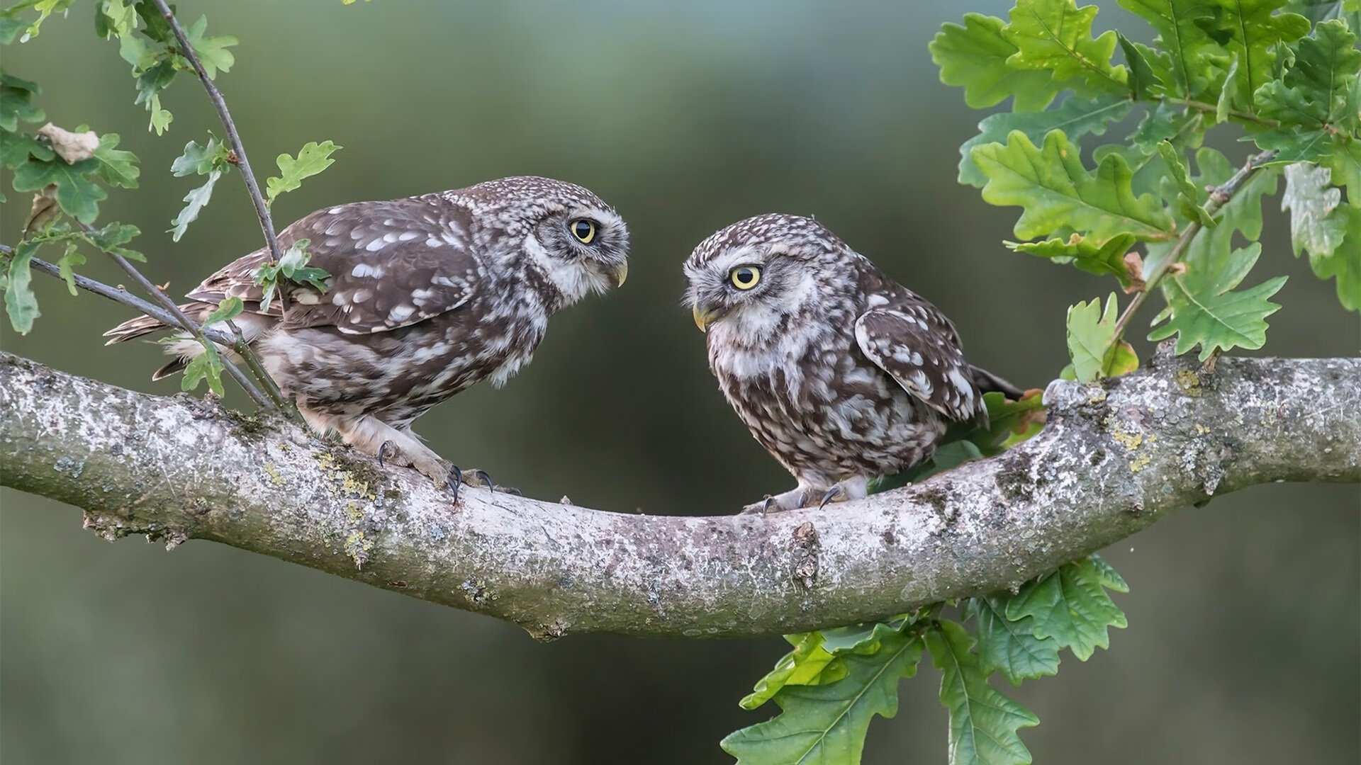 开云体育入口-_夜空瑜伽：在星光下的身心合一_，星空瑜伽馆