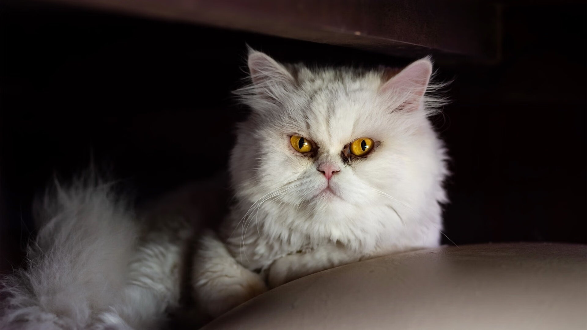 开云esport-史上最绚丽“冠军庆典”，荣耀时刻永难忘怀，冠军庆祝动作